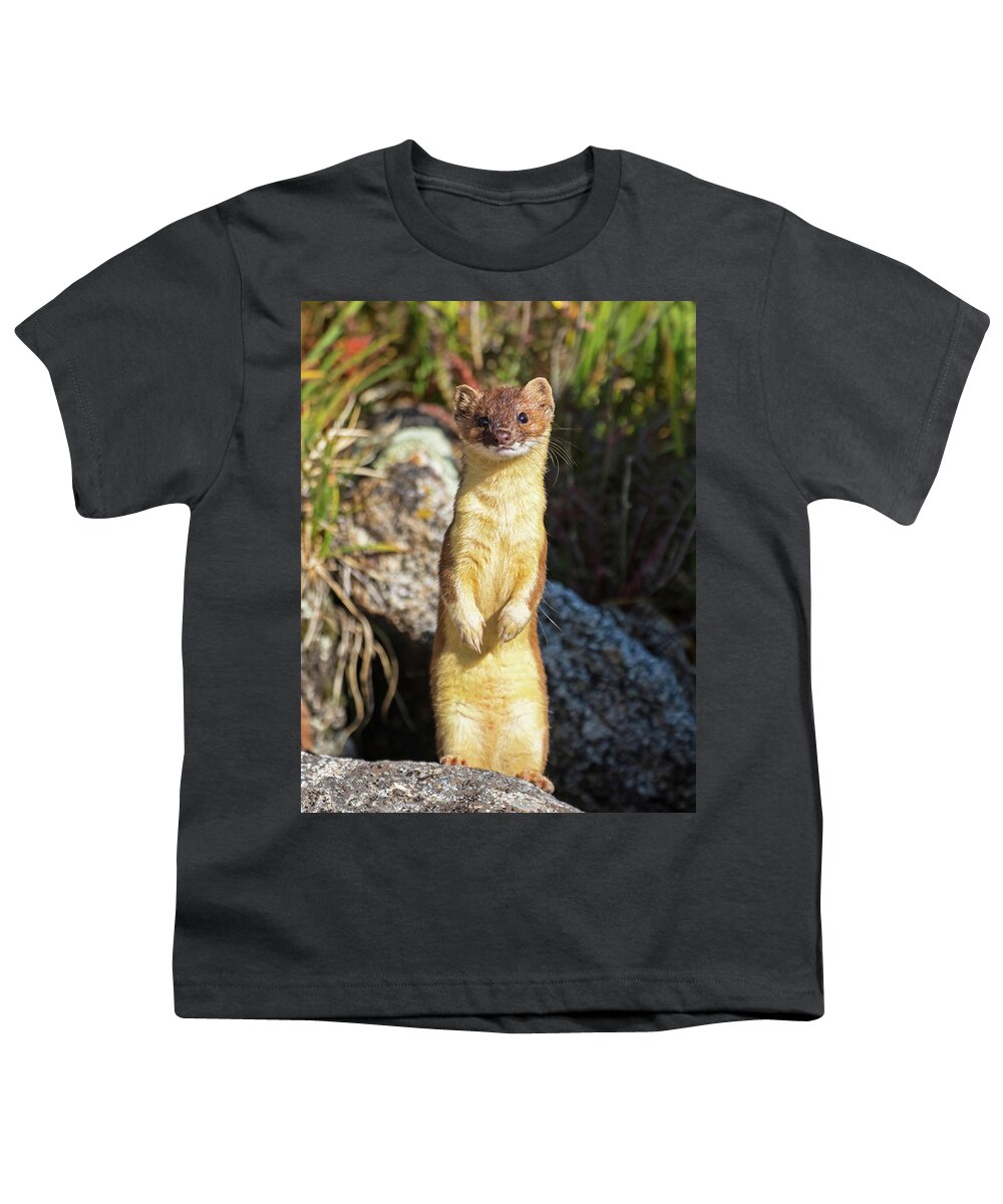 Long-tailed Weasel Youth T-Shirt featuring the photograph Alpine Tundra Weasel #3 by Mindy Musick King