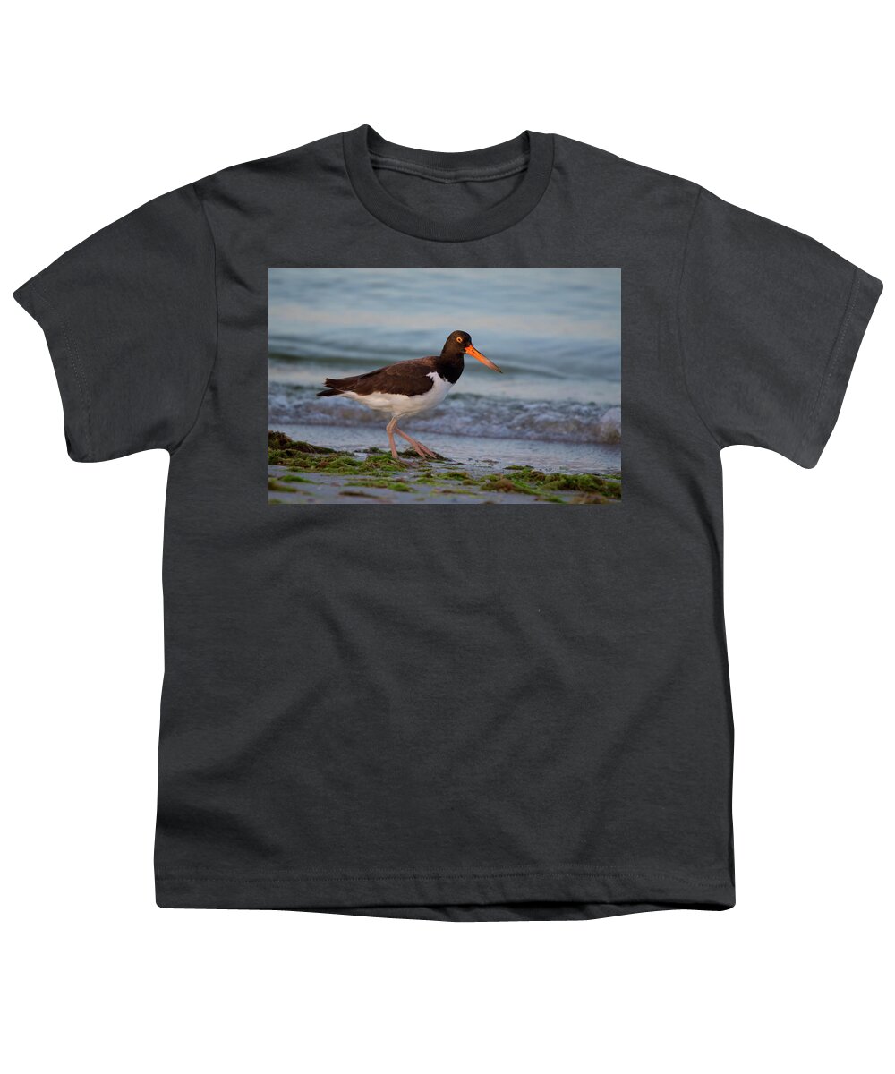 American Youth T-Shirt featuring the photograph American Oystercatcher at Sunset by Artful Imagery