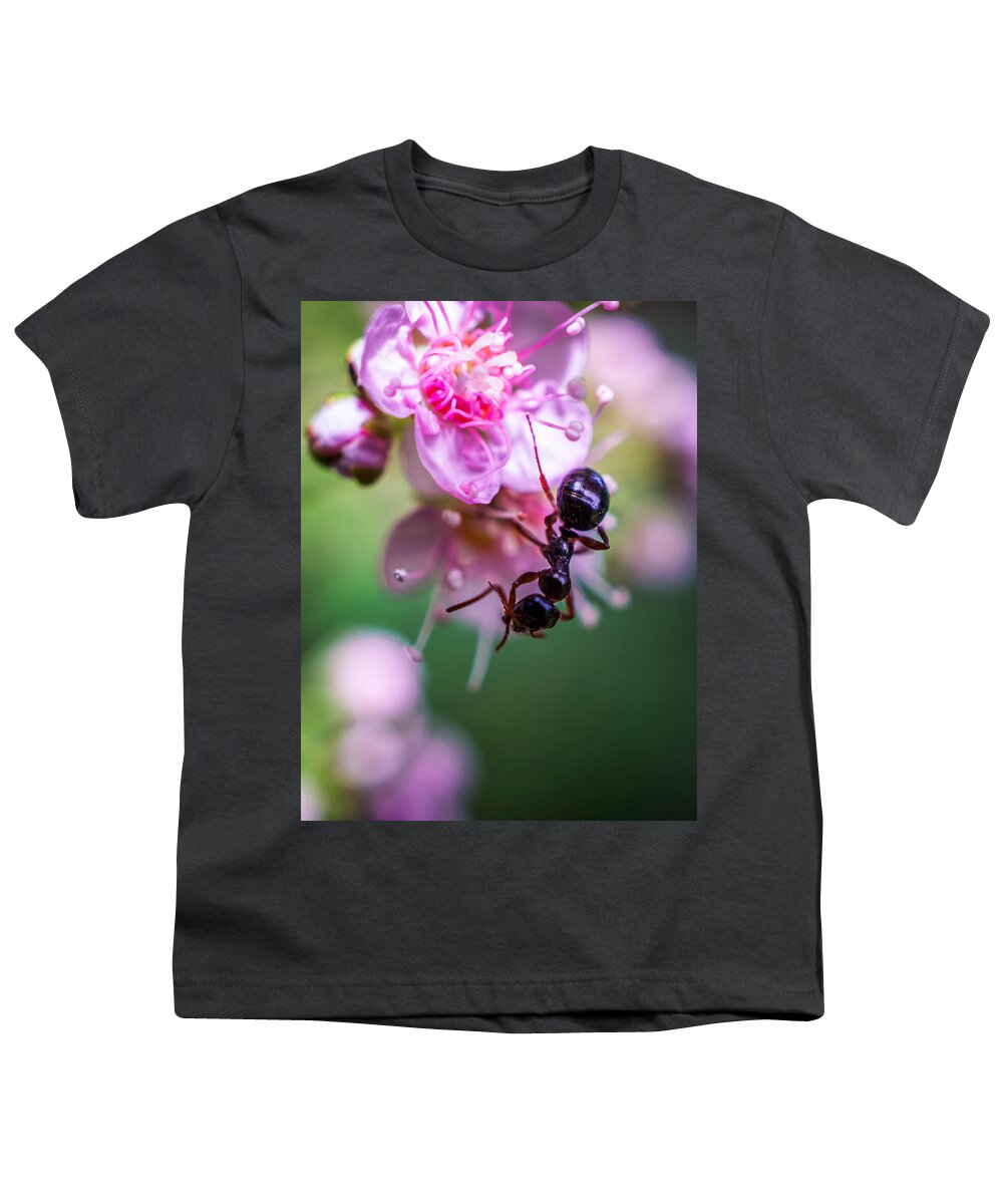 Ant On The Pink Flower Youth T-Shirt featuring the photograph Ant on the pink flower by Lilia S