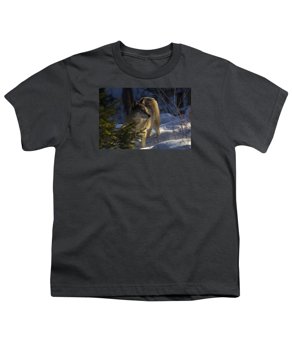 Wolf Youth T-Shirt featuring the photograph As the woods awakes by Jeff Shumaker