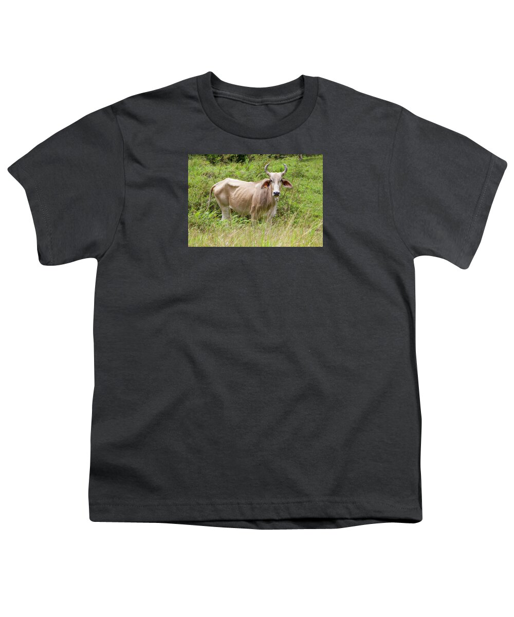 Cow Youth T-Shirt featuring the photograph Blonde Beauty by Venetia Featherstone-Witty