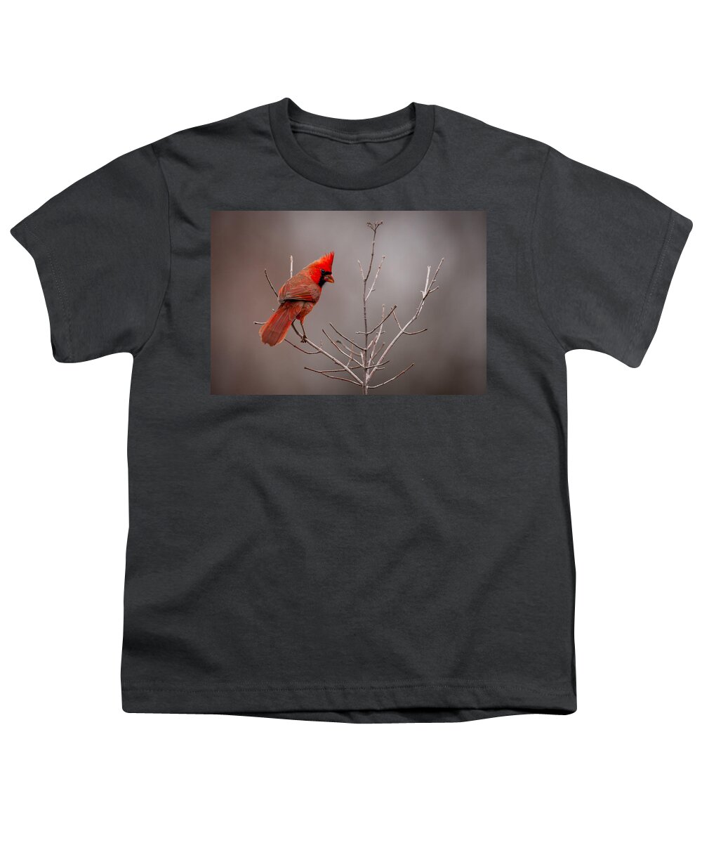 Nature Youth T-Shirt featuring the photograph Cardinal Looks Back by Jeff Phillippi