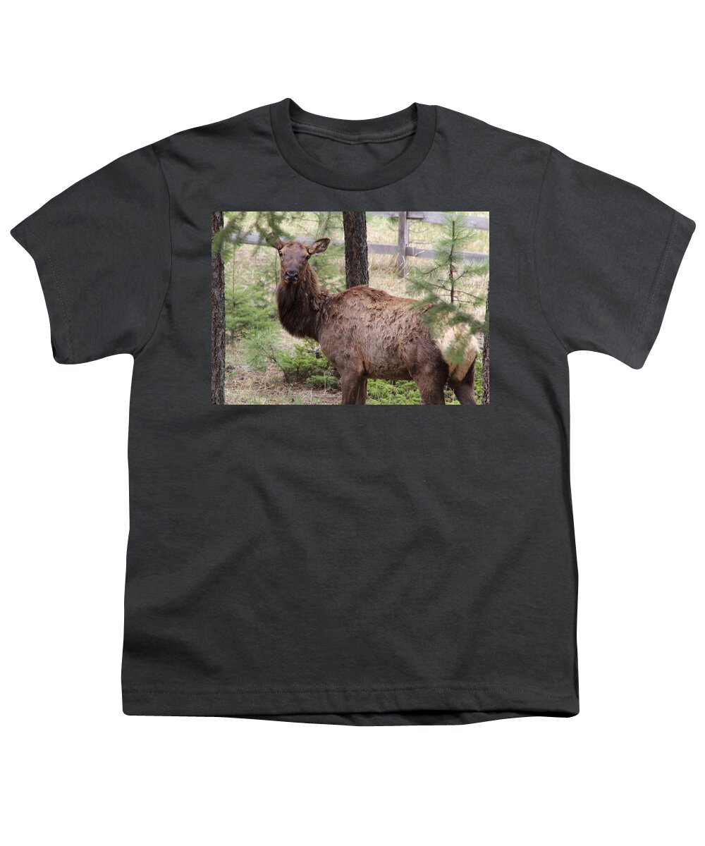 Elk Youth T-Shirt featuring the photograph Checking Each Other Out by Fiona Kennard