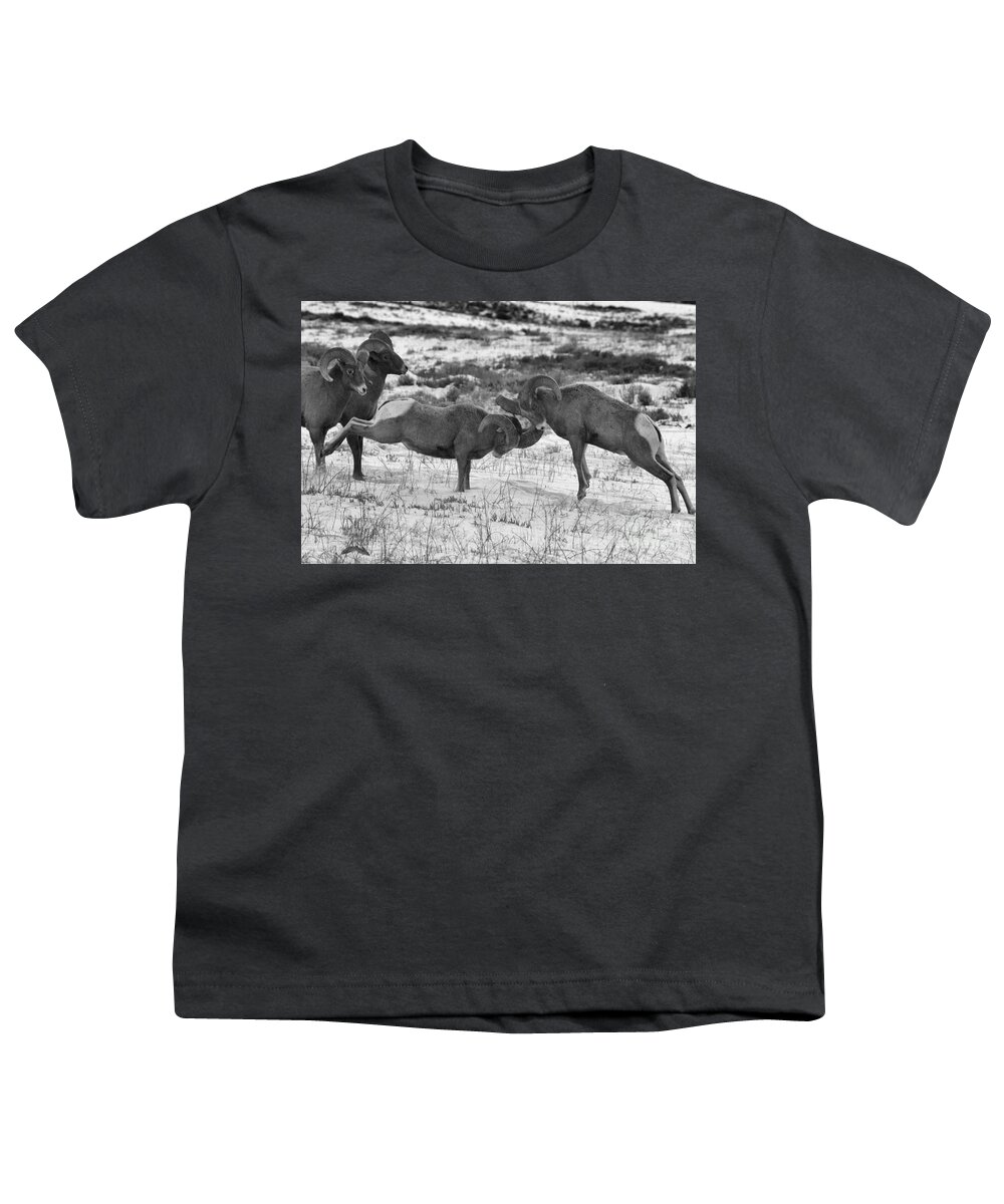 Bighorn Sheep Youth T-Shirt featuring the photograph Clash Of The Bighonr Bruisers by Adam Jewell