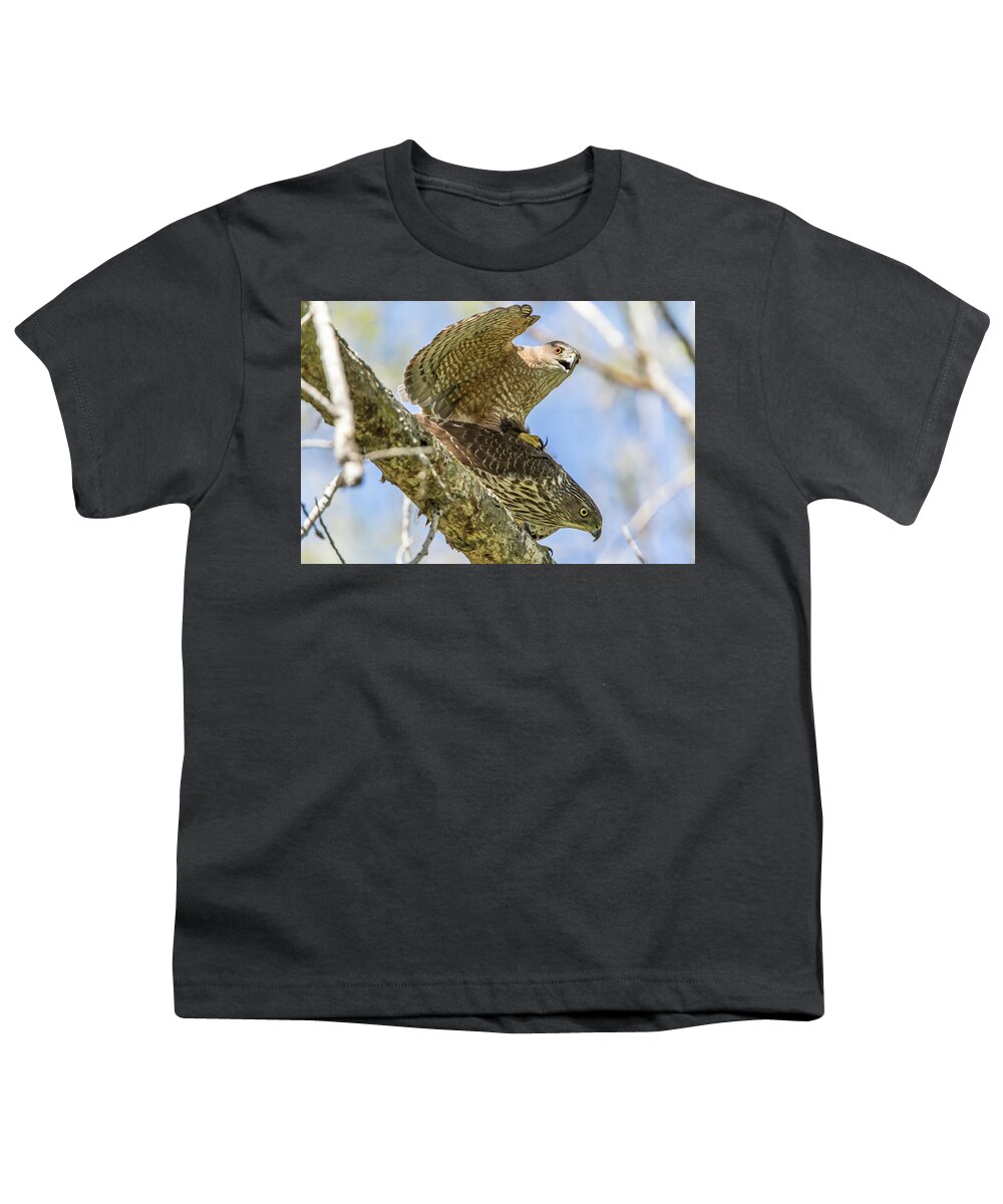 California Youth T-Shirt featuring the photograph Cooper's Hawks Mating by Marc Crumpler
