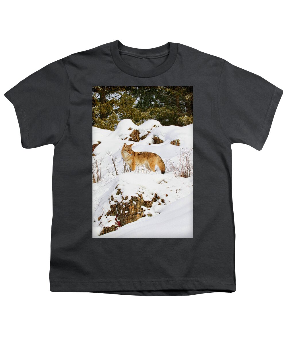 Coyote Youth T-Shirt featuring the photograph Coyote on Snowy Hill by Steve McKinzie