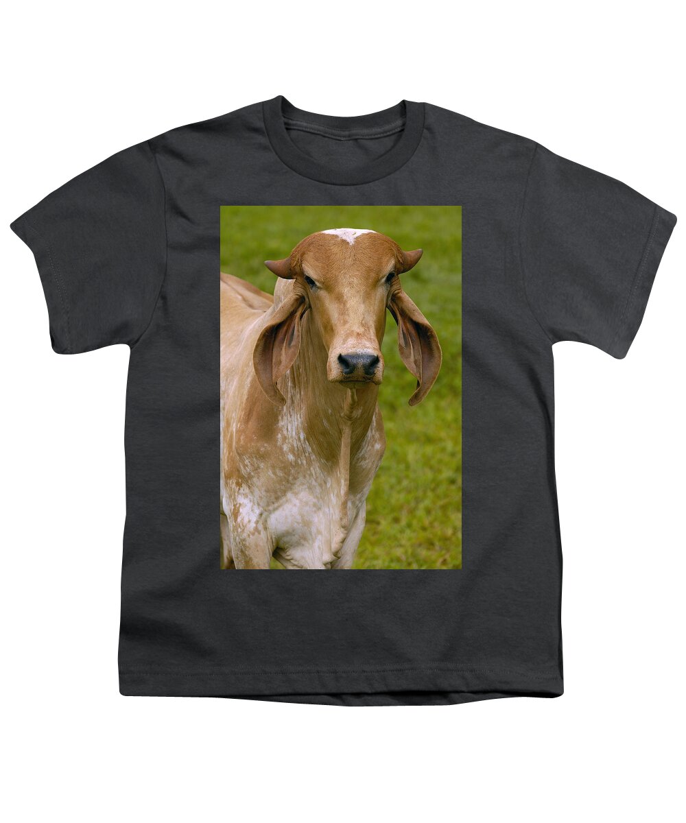 Mp Youth T-Shirt featuring the photograph Domestic Cattle Bos Taurus Male by Pete Oxford
