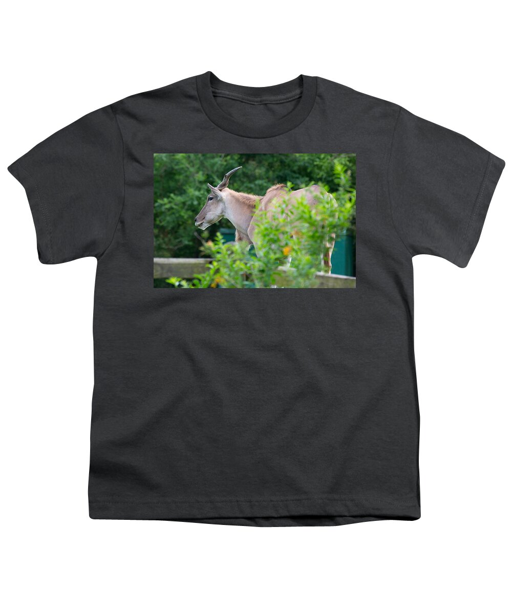 Animal Youth T-Shirt featuring the photograph Eland by Allan Morrison