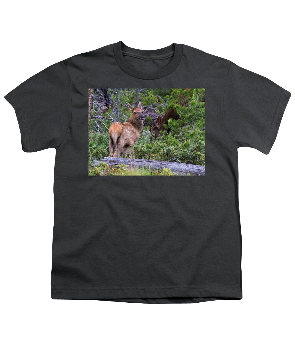 Elk Youth T-Shirt featuring the photograph Elk Calf #5 by Mindy Musick King