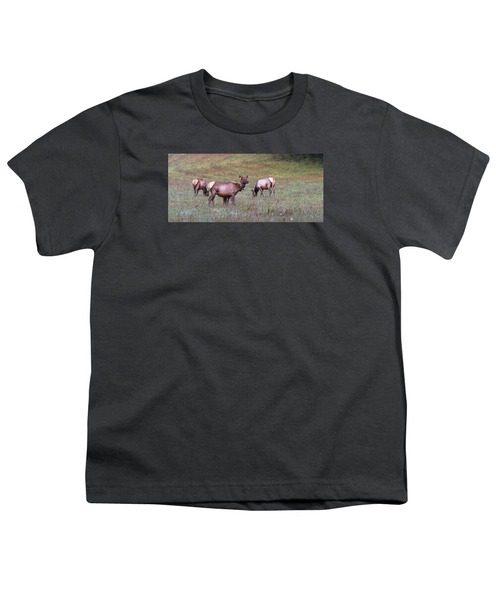 Bull Elk Youth T-Shirt featuring the photograph Elk Cows Grazing In the Great Smoky Mountain National Park by Carol Montoya