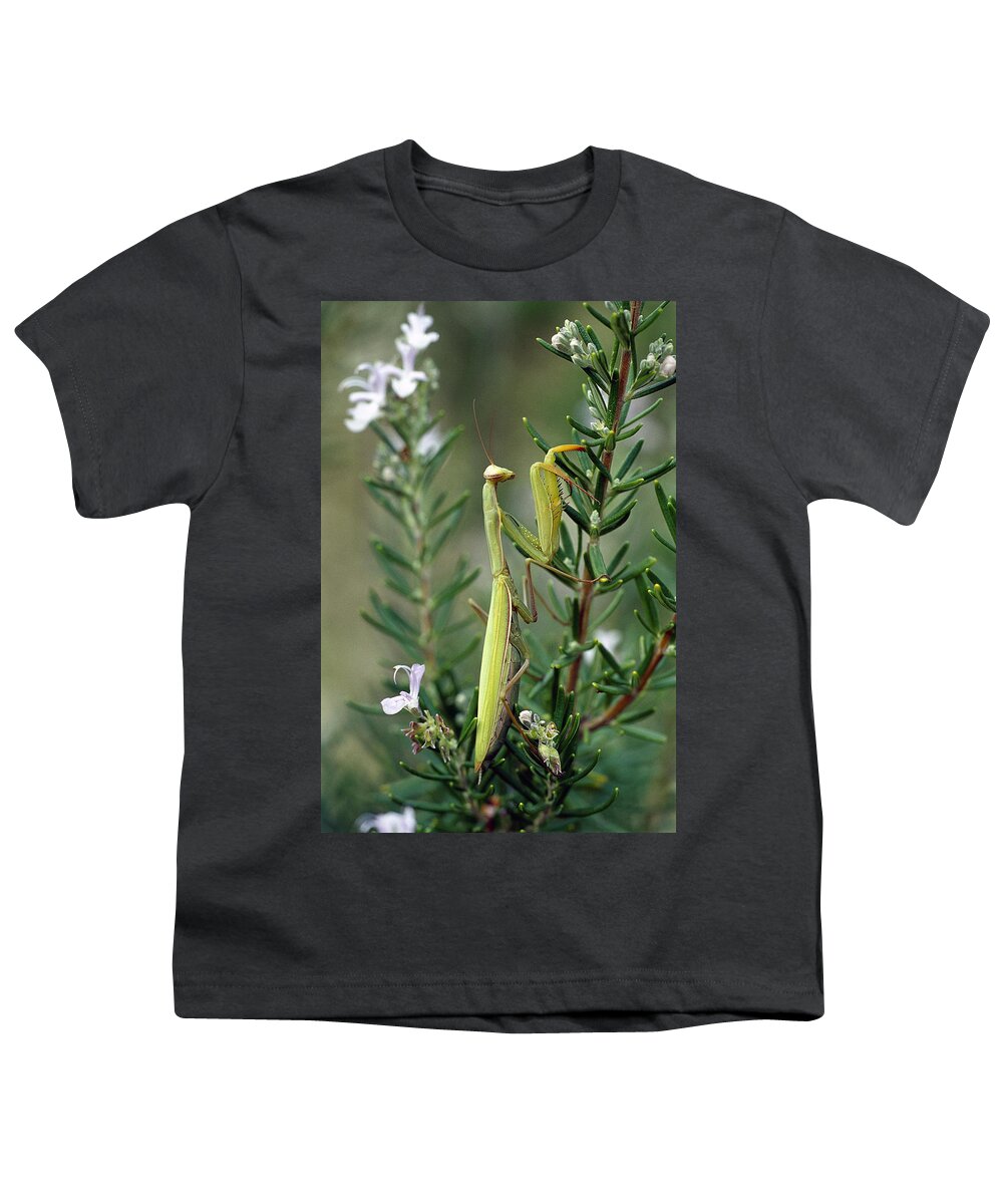 Mp Youth T-Shirt featuring the photograph European Mantid Mantis Religiosa by Konrad Wothe