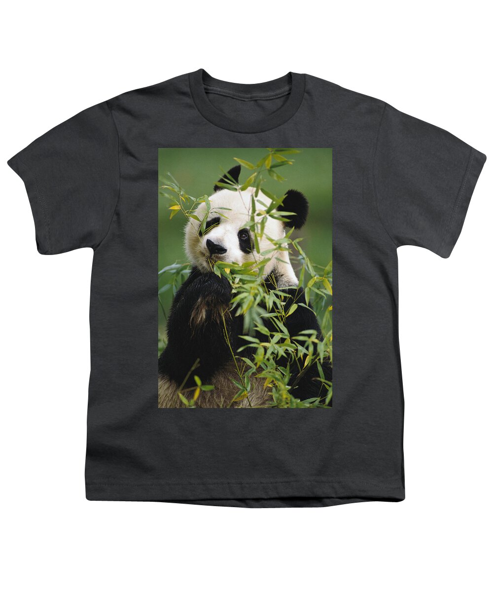 Mp Youth T-Shirt featuring the photograph Giant Panda Eating Bamboo by Gerry Ellis