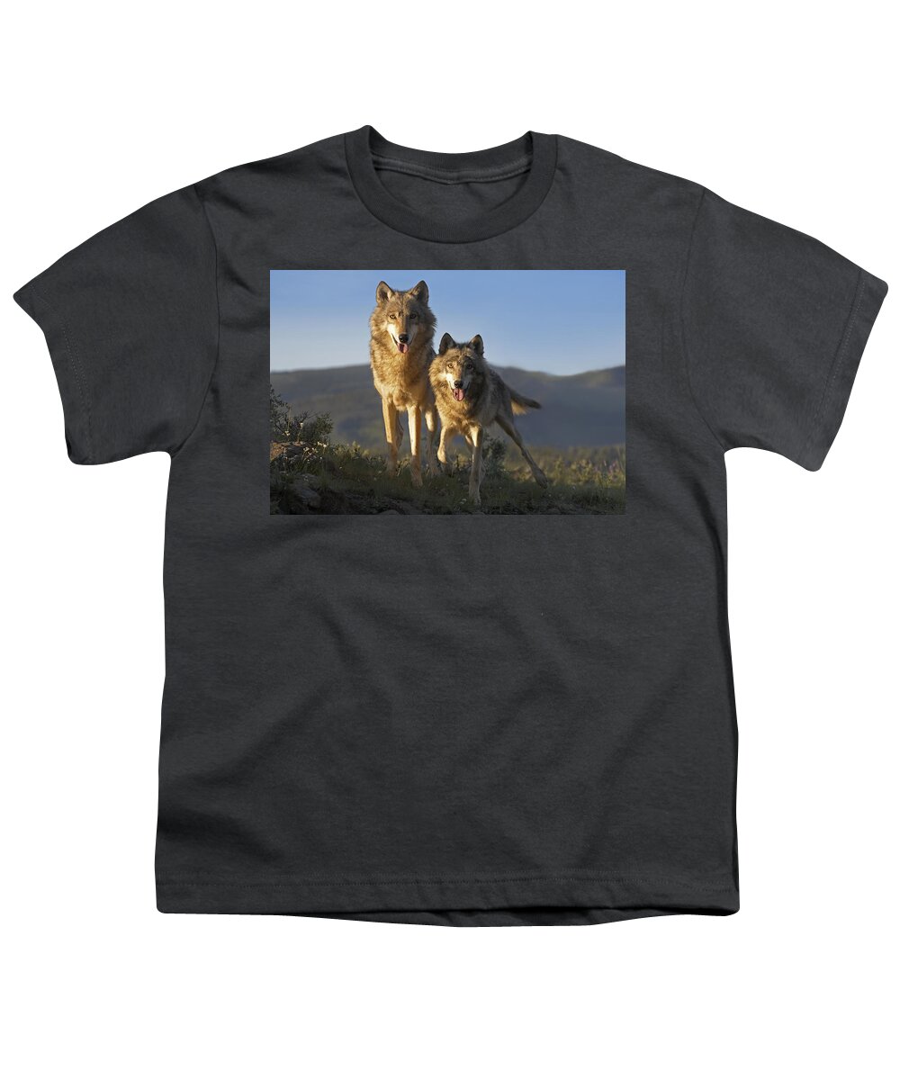 Mp Youth T-Shirt featuring the photograph Gray Wolf Canis Lupus Pair Standing by Tim Fitzharris