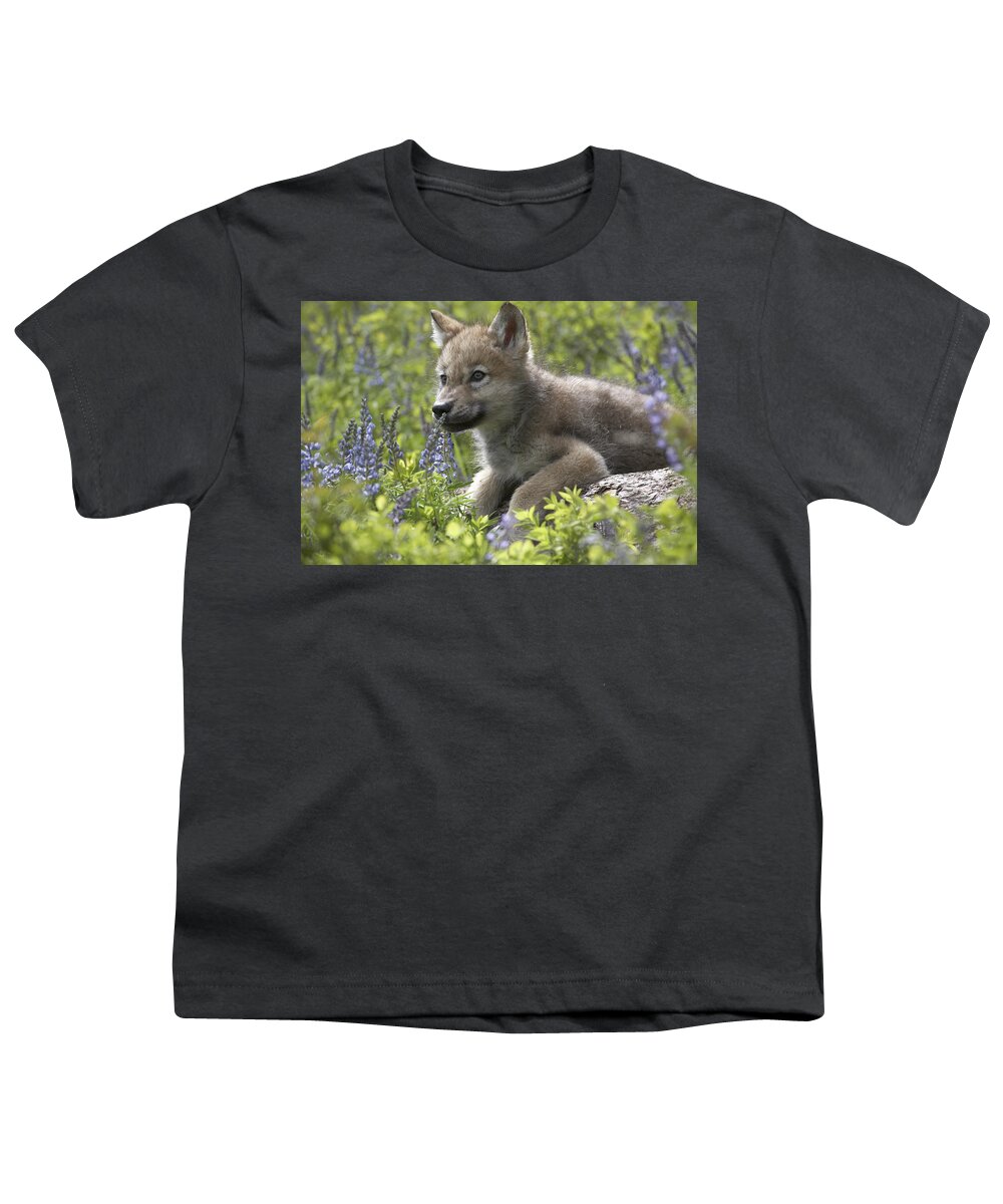 Mp Youth T-Shirt featuring the photograph Gray Wolf Canis Lupus Pup Amid Lupine by Tim Fitzharris