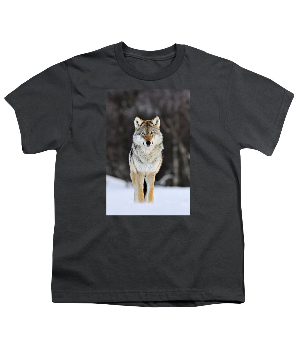 Mp Youth T-Shirt featuring the photograph Gray Wolf in the Snow by Jasper Doest