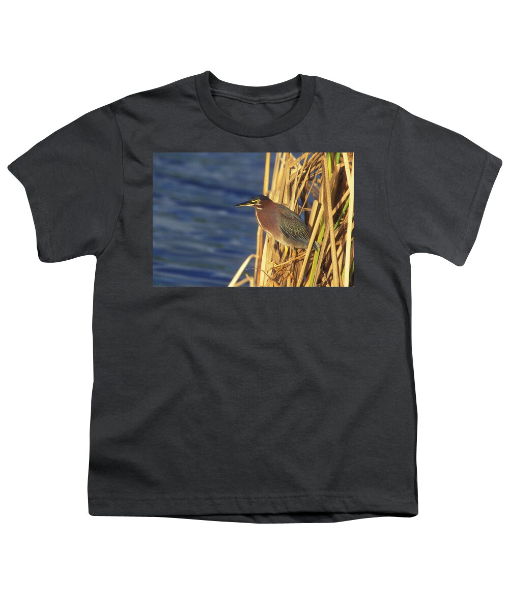 Wildlife Youth T-Shirt featuring the photograph Green Heron by John Burk