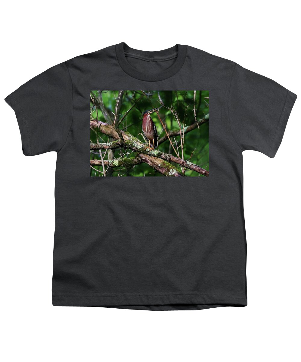 Birds Youth T-Shirt featuring the photograph Green Heron by Kevin Craft