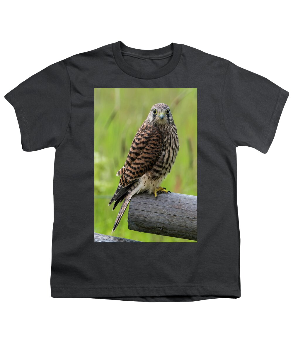 Kestrel Perching On The Edge Youth T-Shirt featuring the photograph Kestrel perching on the edge by Torbjorn Swenelius