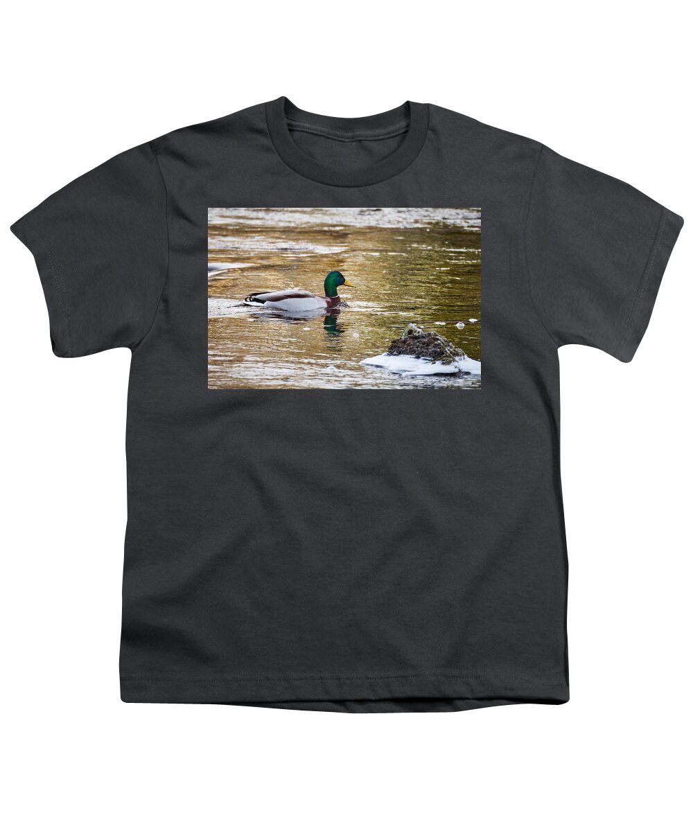 Jouko Lehto Youth T-Shirt featuring the photograph Mallard in the golden river by Jouko Lehto