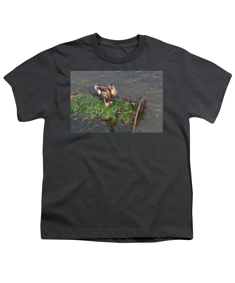 Duck Youth T-Shirt featuring the photograph Mallard on a barral by Jason Hughes