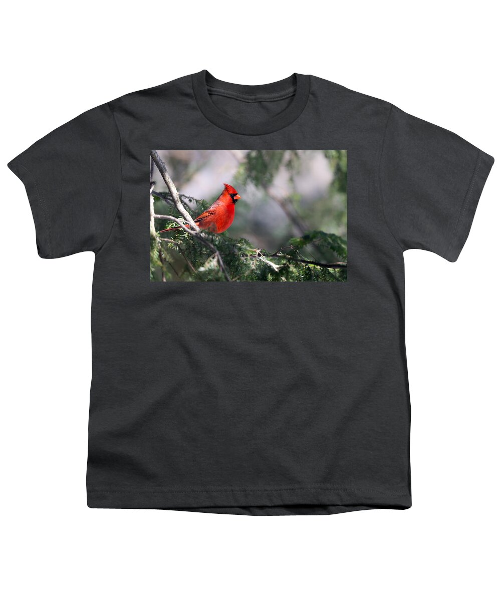 Cardinal Youth T-Shirt featuring the photograph Northern Cardinal Red by Everet Regal
