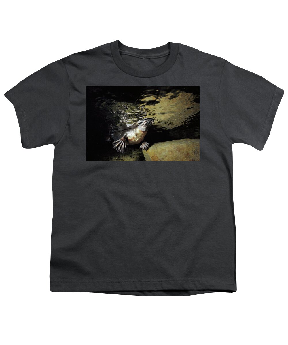 David Parer-cook Youth T-Shirt featuring the photograph Platypus Surfacing by David Parer and Elizabeth Parer-Cook