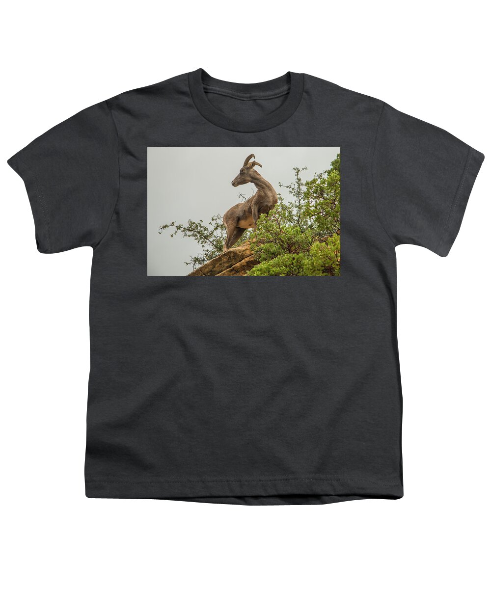 National Park Youth T-Shirt featuring the photograph Posing for the Camera by Doug Scrima