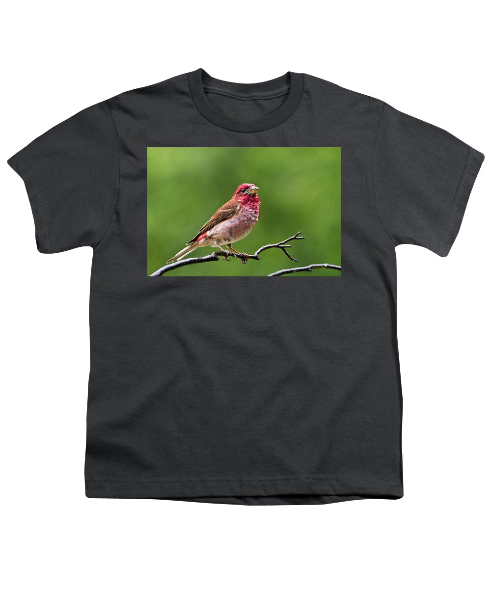 Bird Youth T-Shirt featuring the photograph Male Purple Finch by Christina Rollo