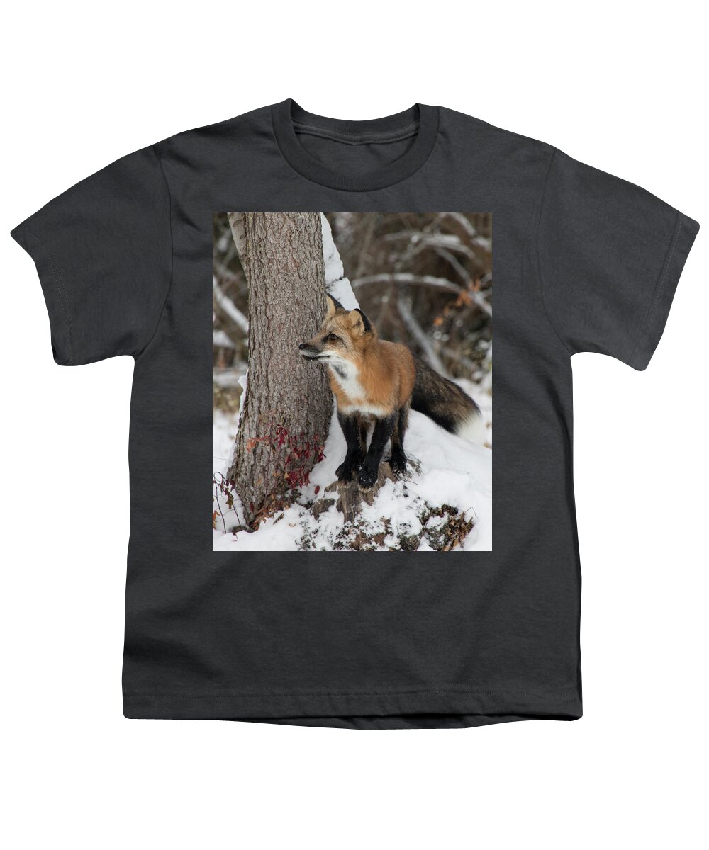 Animal Youth T-Shirt featuring the photograph Red Fox 9466 by Teresa Wilson
