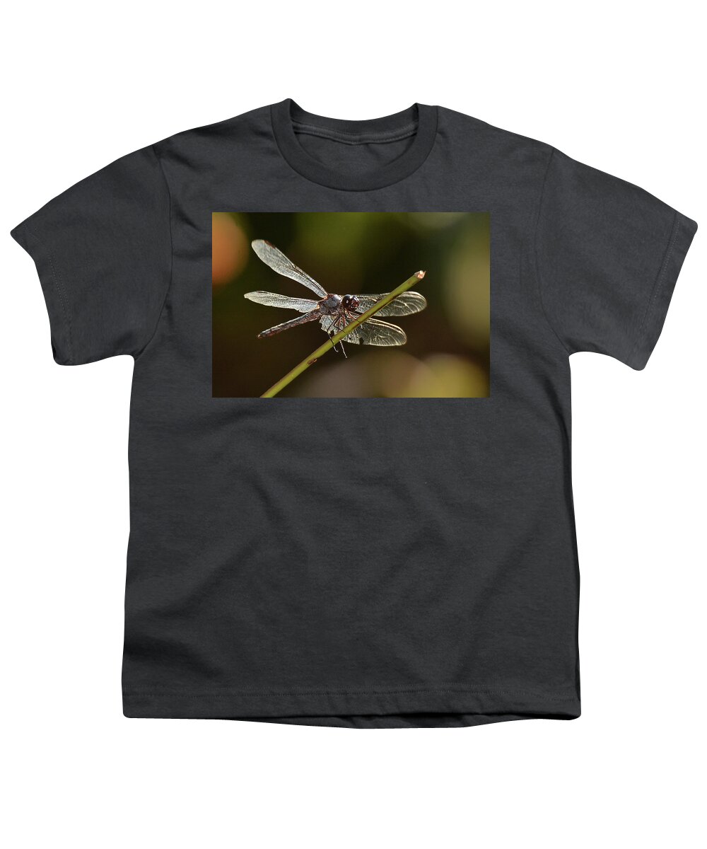 Insect Youth T-Shirt featuring the photograph Shimmering Dragonfly by Alan Lenk