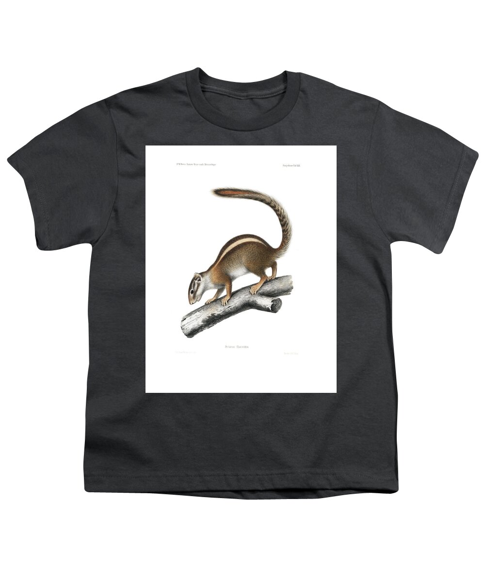 Striped Bush Squirrel Youth T-Shirt featuring the drawing Striped Bush Squirrel, Paraxerus flavovittis by J D L Franz Wagner