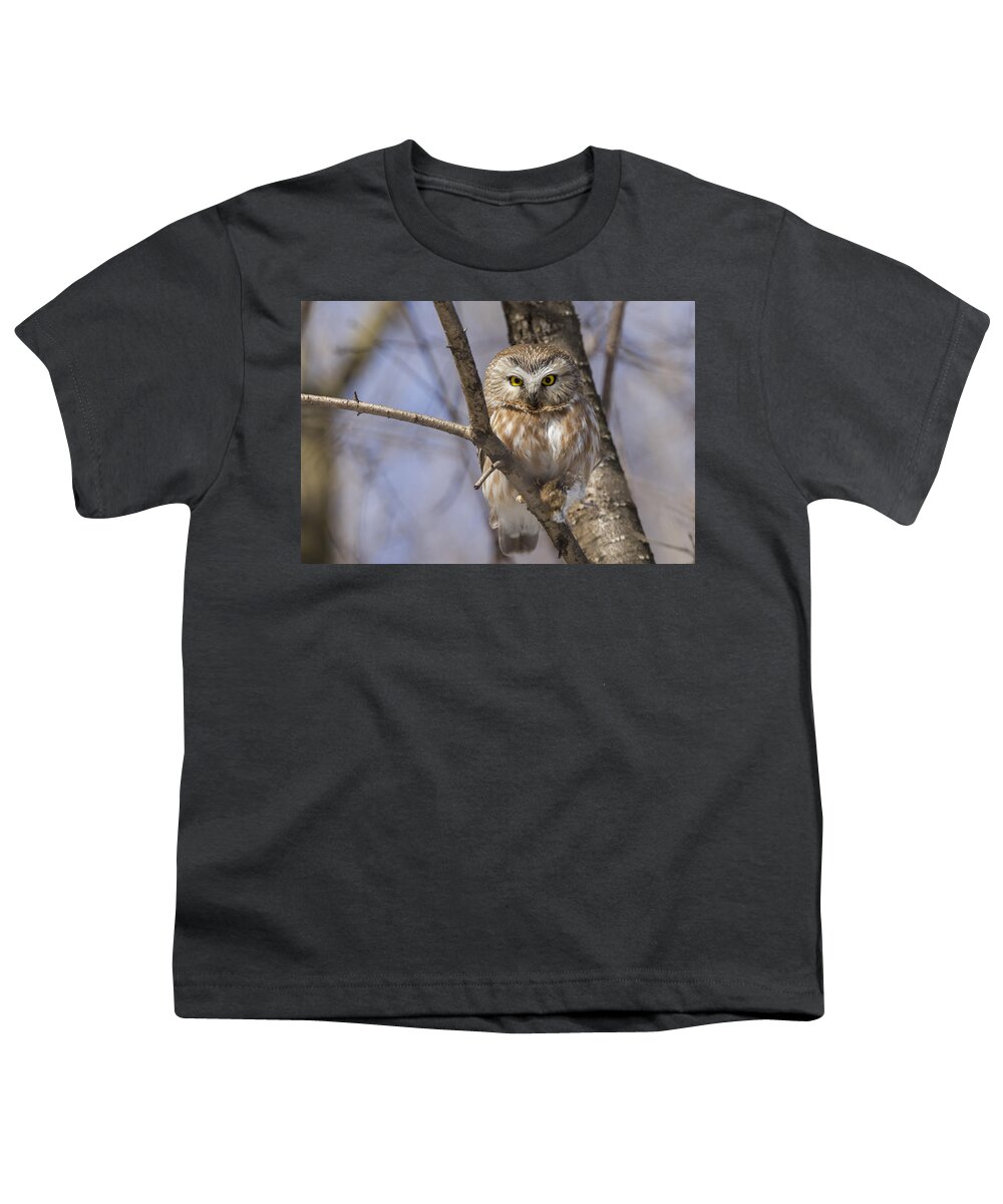 Northern Saw-whet Owl Youth T-Shirt featuring the photograph Northern Saw-whet Owl #2 by Mircea Costina Photography
