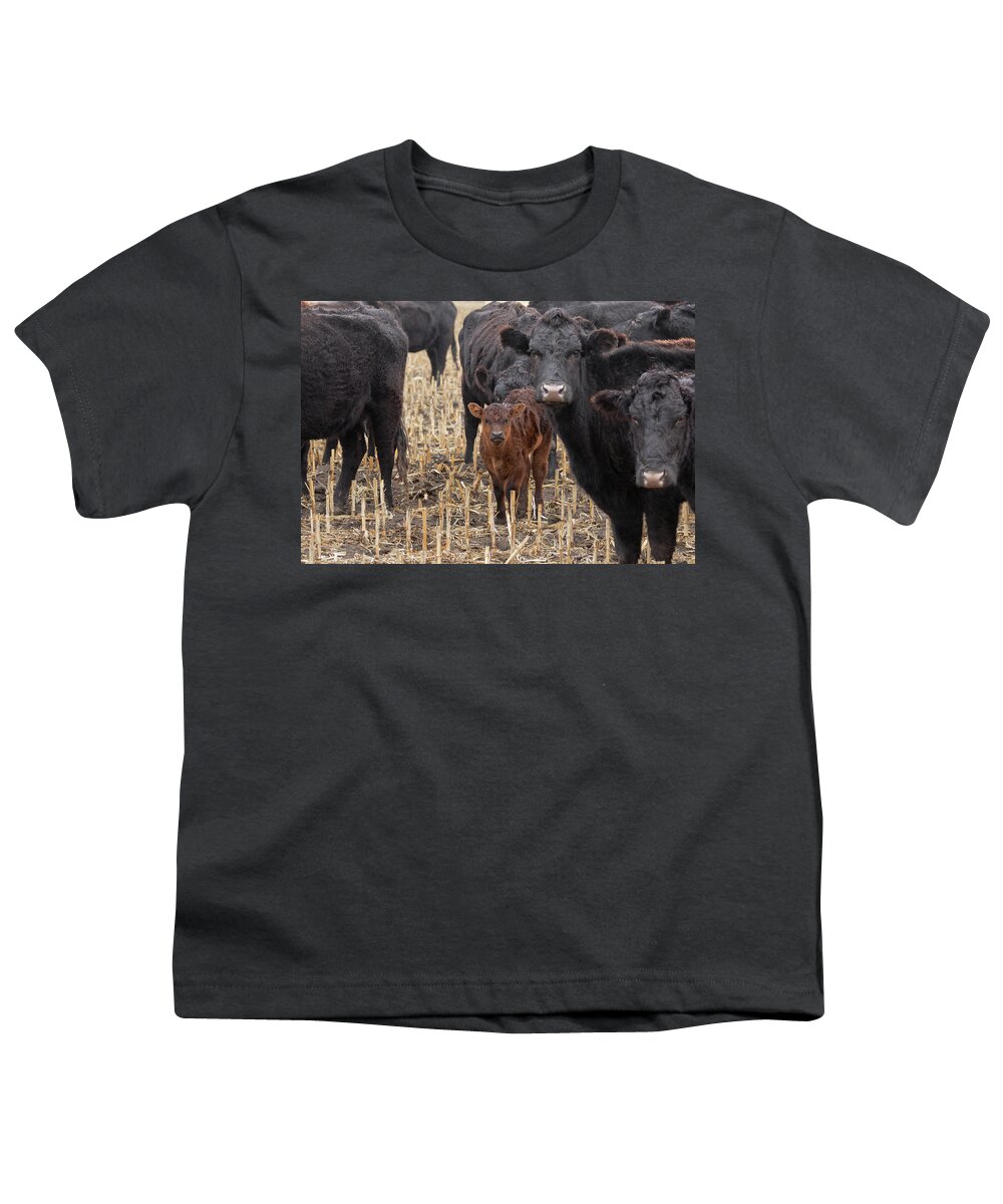 Cows Youth T-Shirt featuring the photograph The Moms and Me by Susan Rissi Tregoning