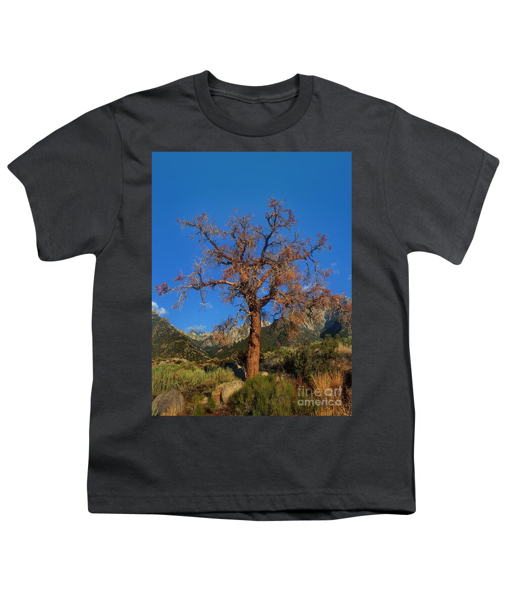 Dave Welling Youth T-Shirt featuring the photograph Tree Frames The Sierras Alabama Hills California by Dave Welling