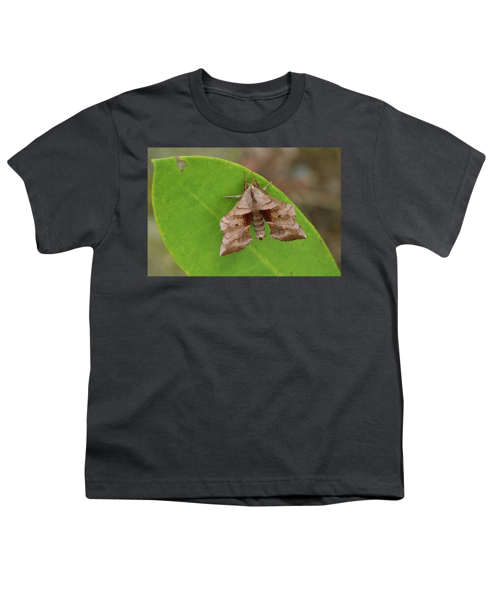 Insect Youth T-Shirt featuring the photograph Walnut Sphinx Moth by Alan Lenk