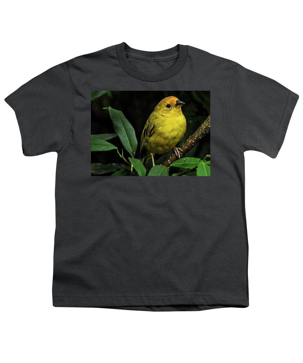 Bird Youth T-Shirt featuring the photograph Yellow bird by Pradeep Raja Prints
