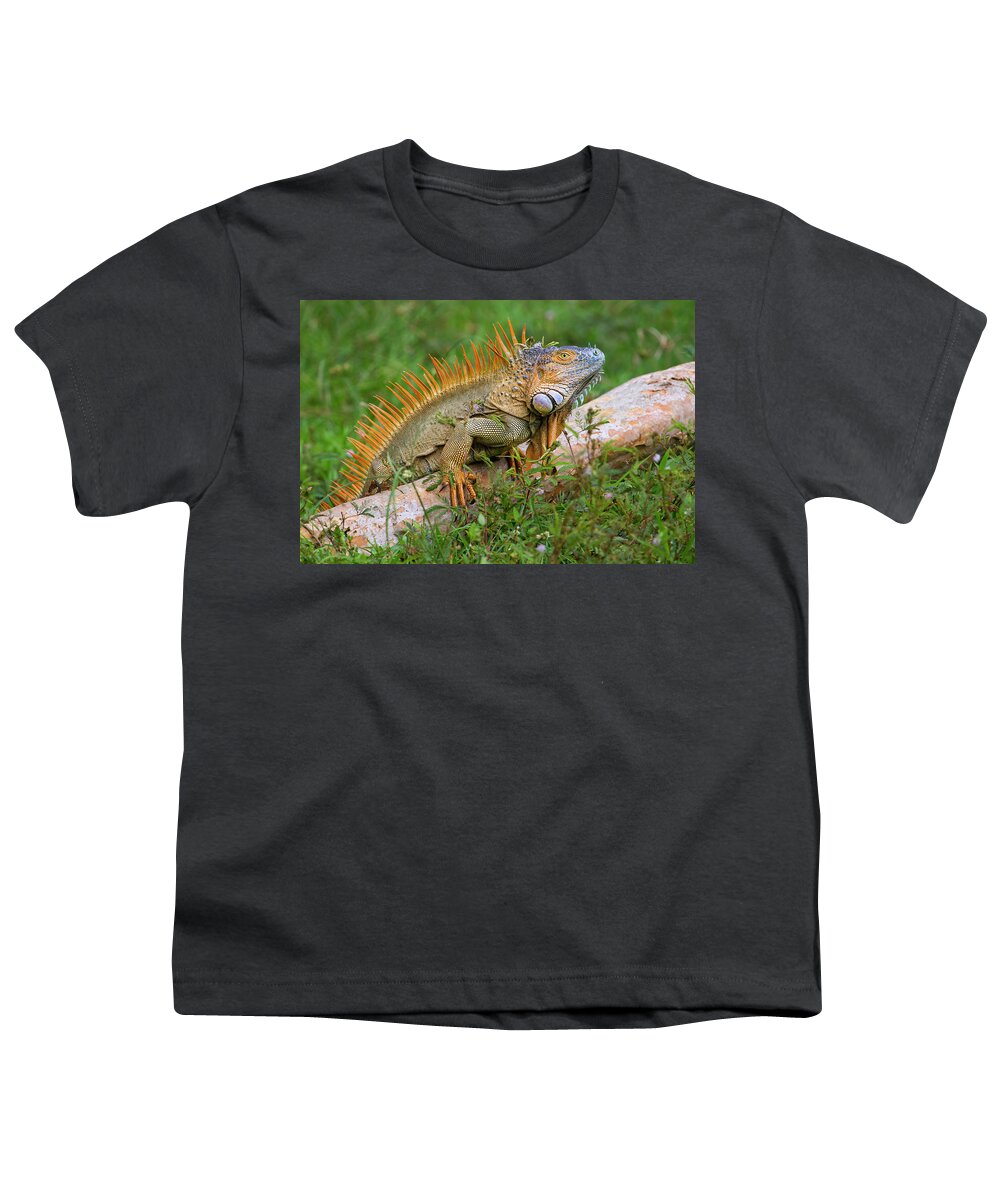 Alajuela Youth T-Shirt featuring the photograph Male Green Iguana In Breeding Coloration #1 by Ivan Kuzmin