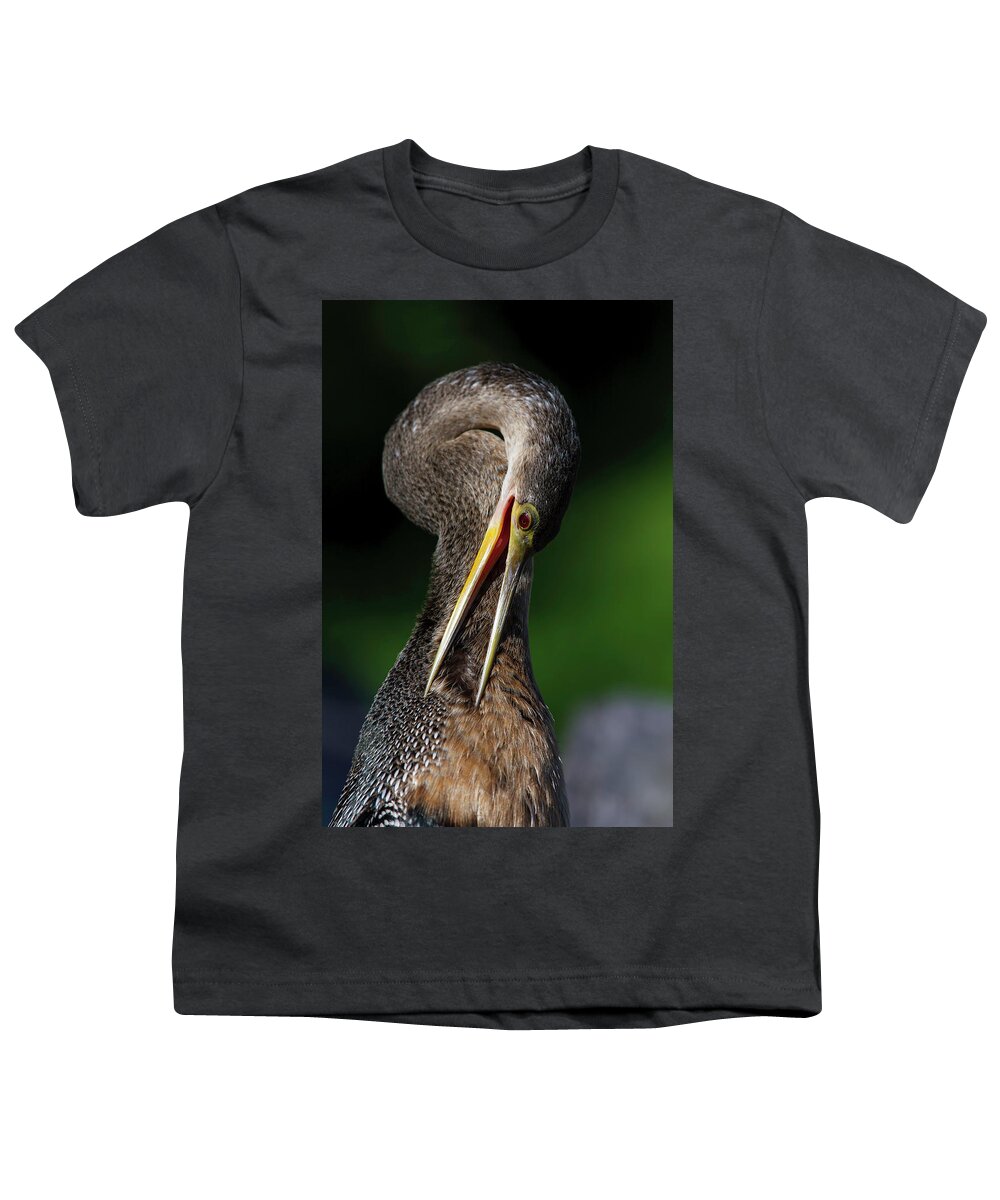Anhinga Trail Youth T-Shirt featuring the photograph Anhinga combing Feathers by Donald Brown
