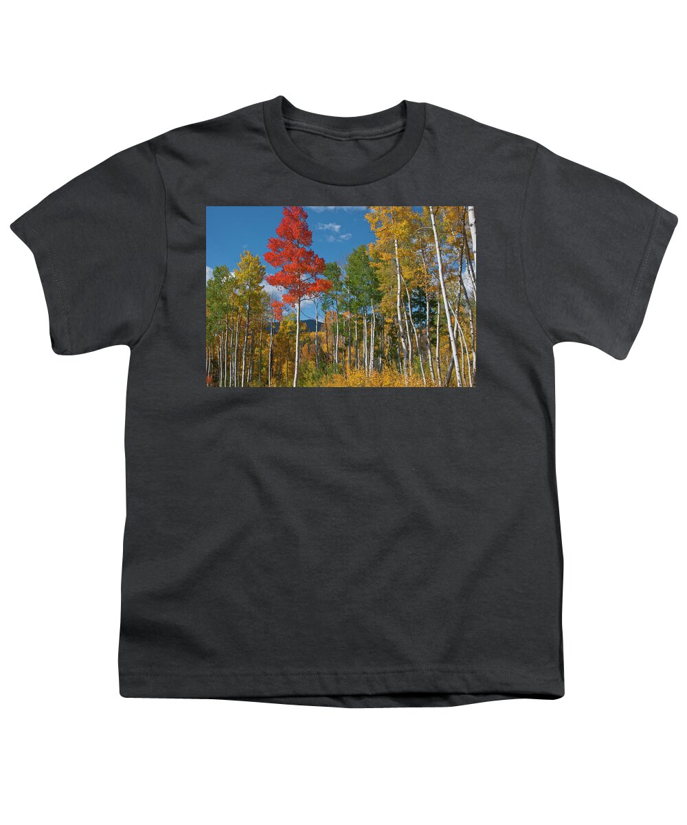 Aspen Youth T-Shirt featuring the photograph Brilliant Red Aspen by Cascade Colors