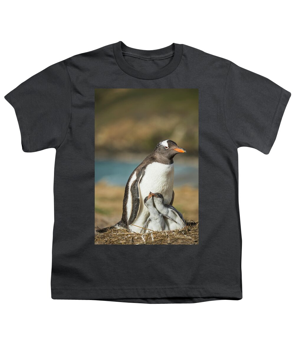 Animal Youth T-Shirt featuring the photograph Gentoo Penguin With Chicks, Falklands by Tui De Roy