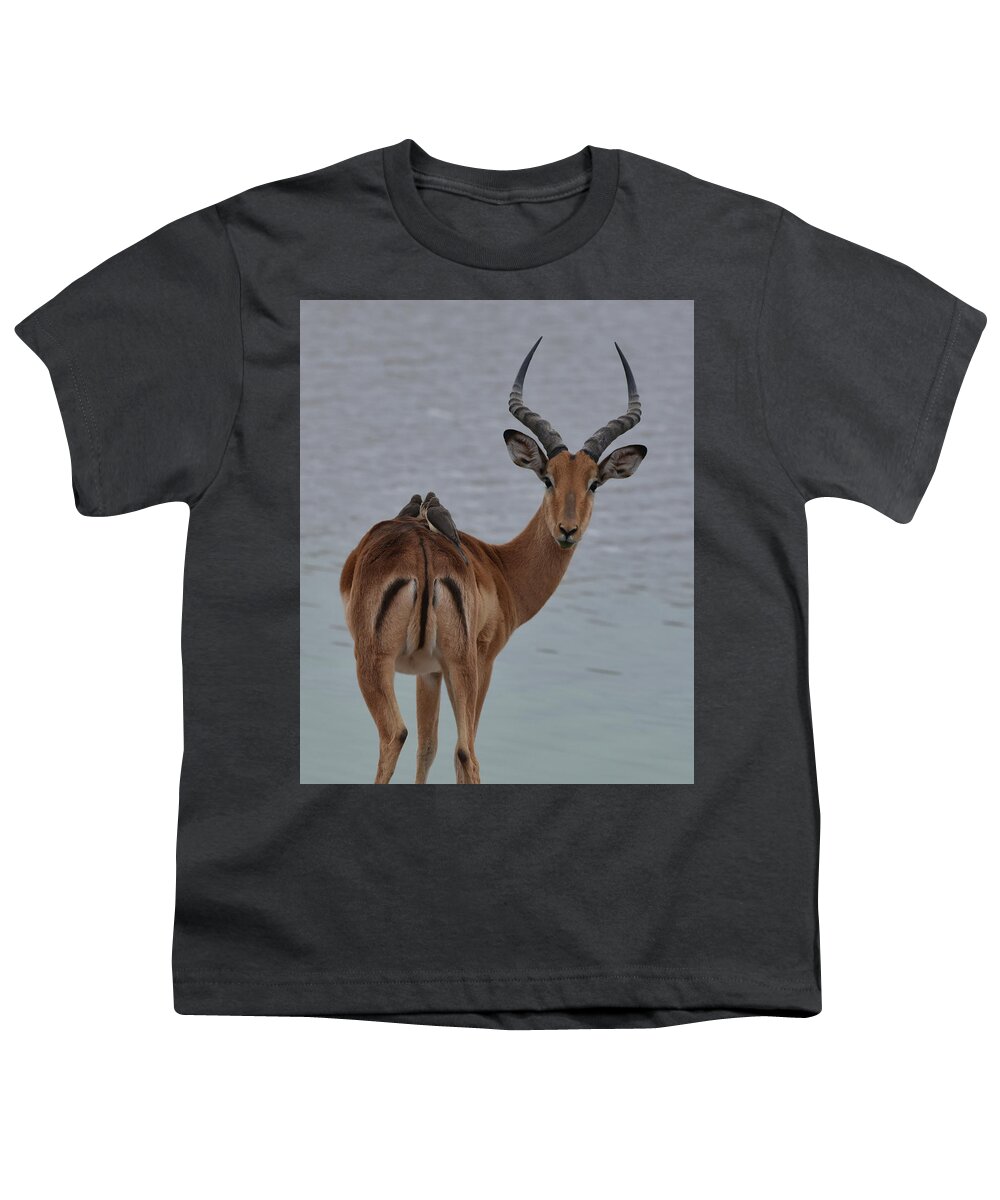 Impala Youth T-Shirt featuring the photograph Impala with Oxpeckers by Ben Foster