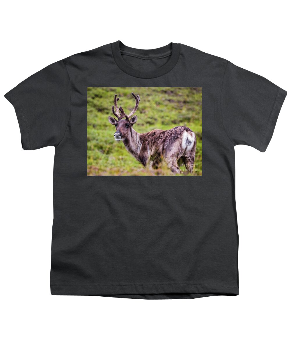Reindeer Youth T-Shirt featuring the photograph Reindeer, Denali National Park, Alaska by Lyl Dil Creations