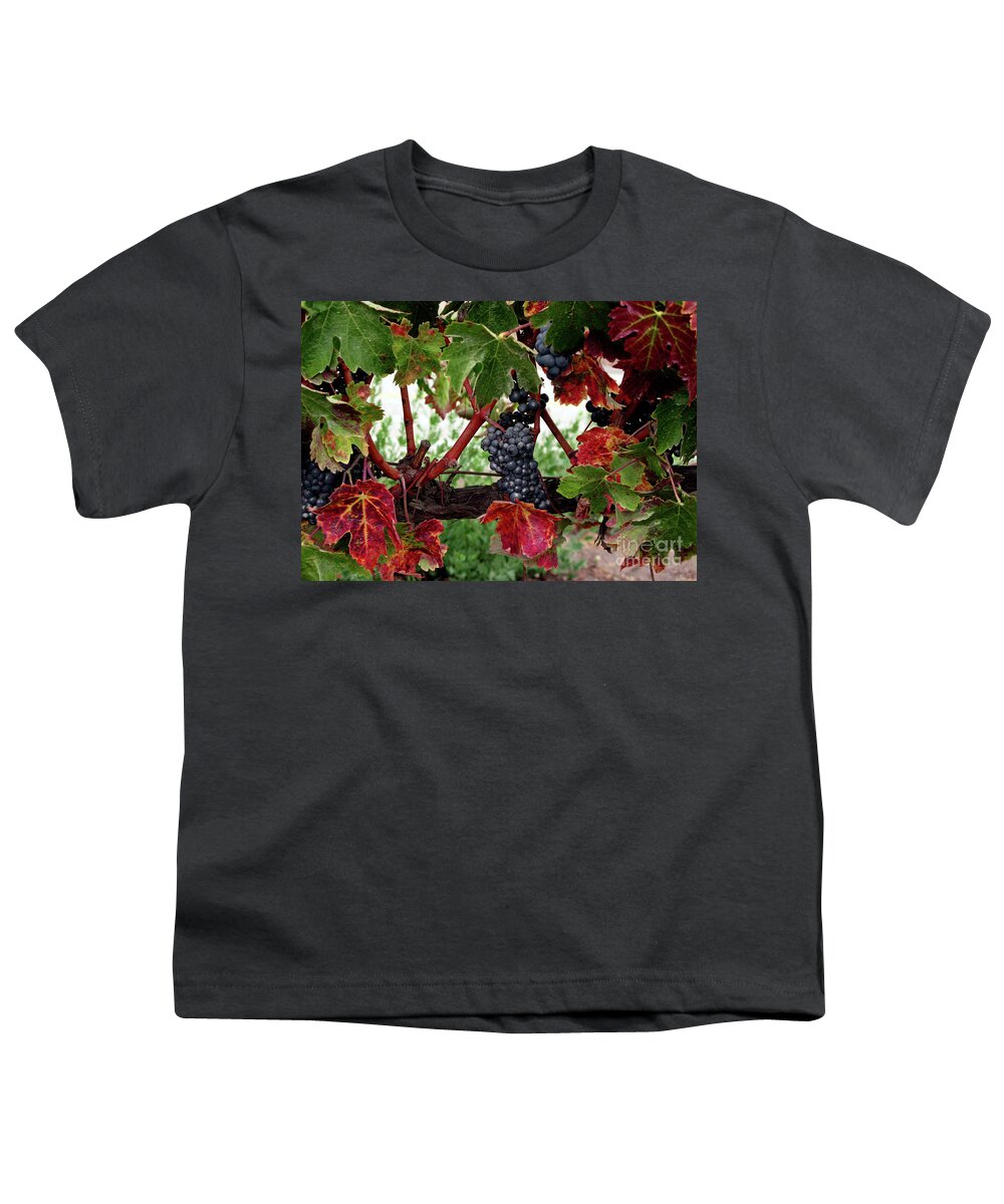 Wine Grapes In The Fall Youth T-Shirt featuring the photograph Vineyard in the Fall by Terri Brewster