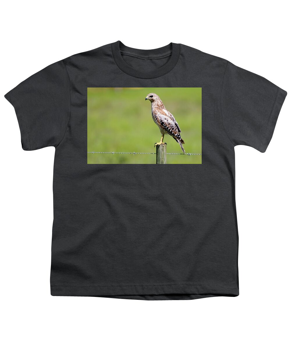 Wildlife Youth T-Shirt featuring the photograph Waiting for a Meal Florida Red-Shouldered Hawk by T Lynn Dodsworth