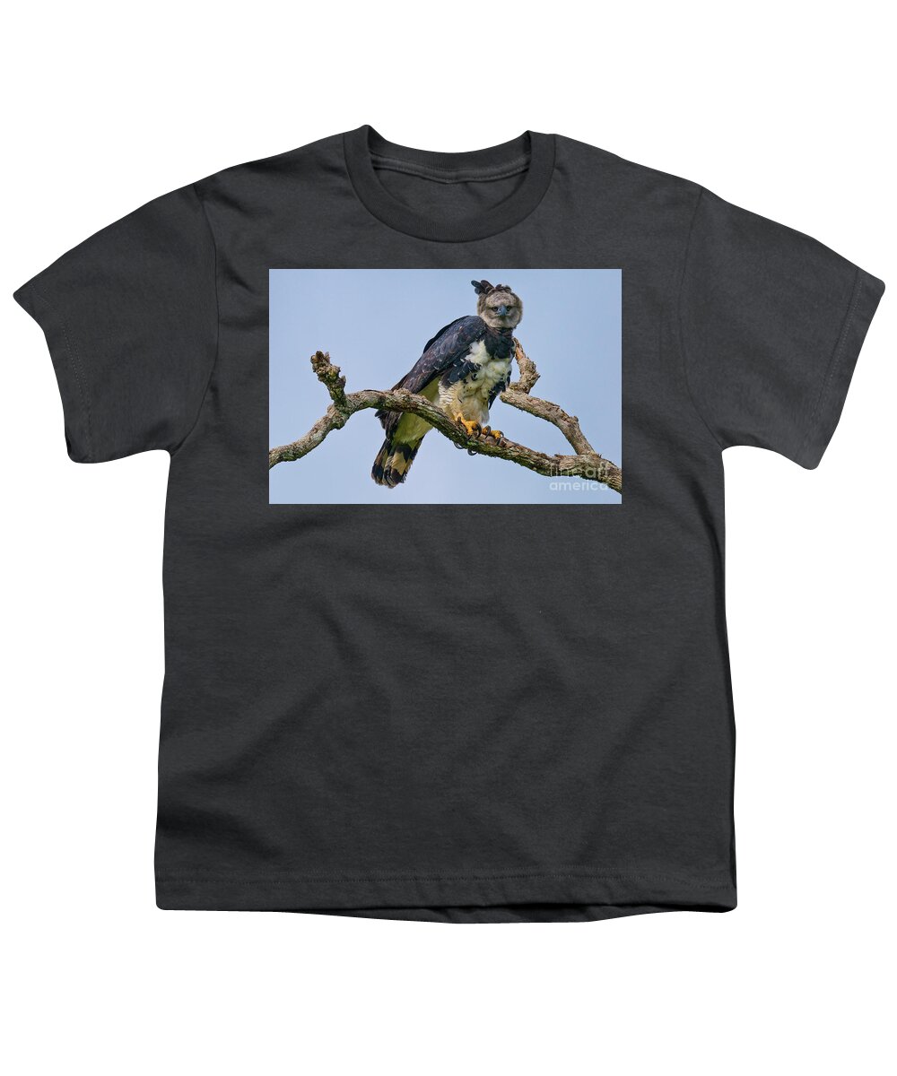 Harpy Eagle Youth T-Shirt by Robert Goodell - Fine Art America