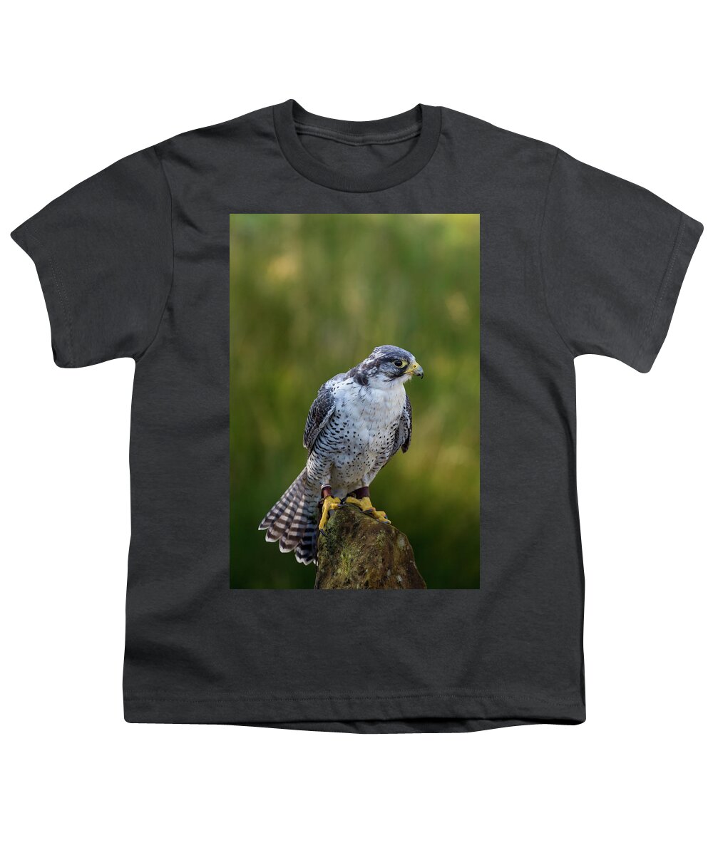 Peregrine Falcon Youth T-Shirt featuring the photograph Peregrine Gyr Falcon #3 by Anita Nicholson