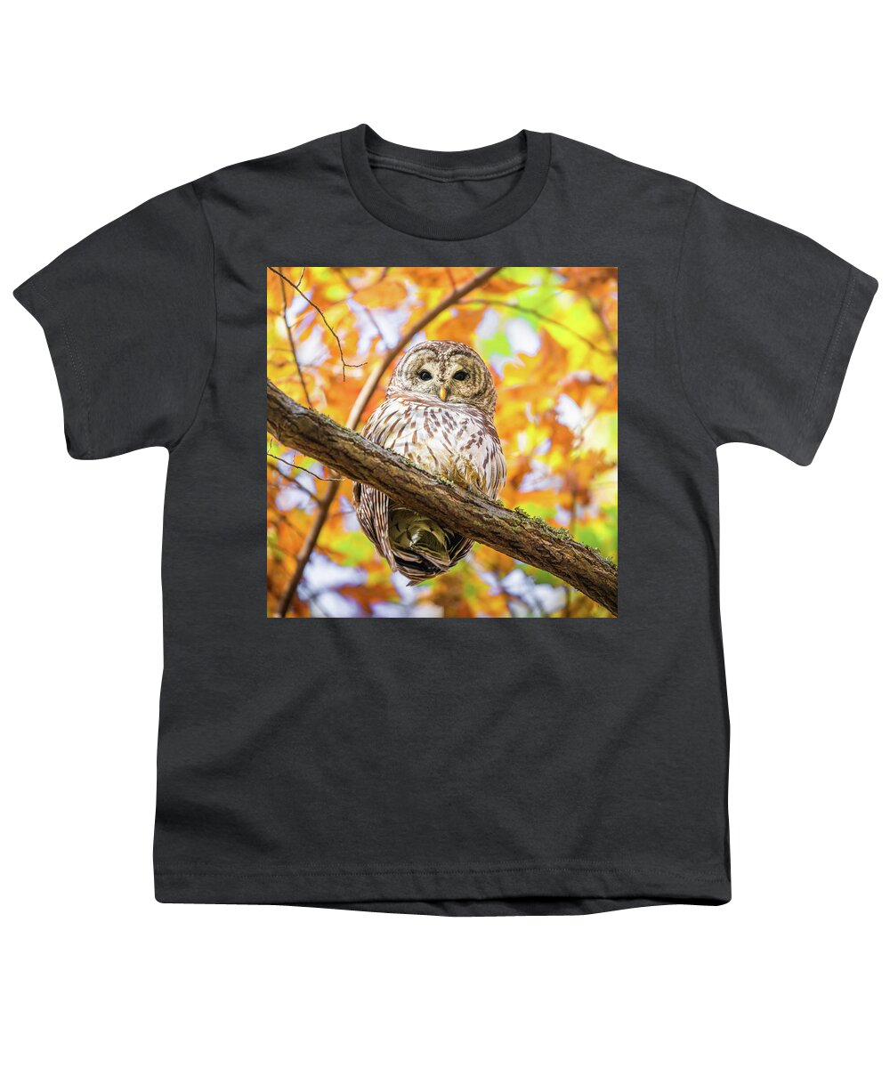 Barred Owl Youth T-Shirt featuring the photograph Autumn Barred Owl by Jordan Hill