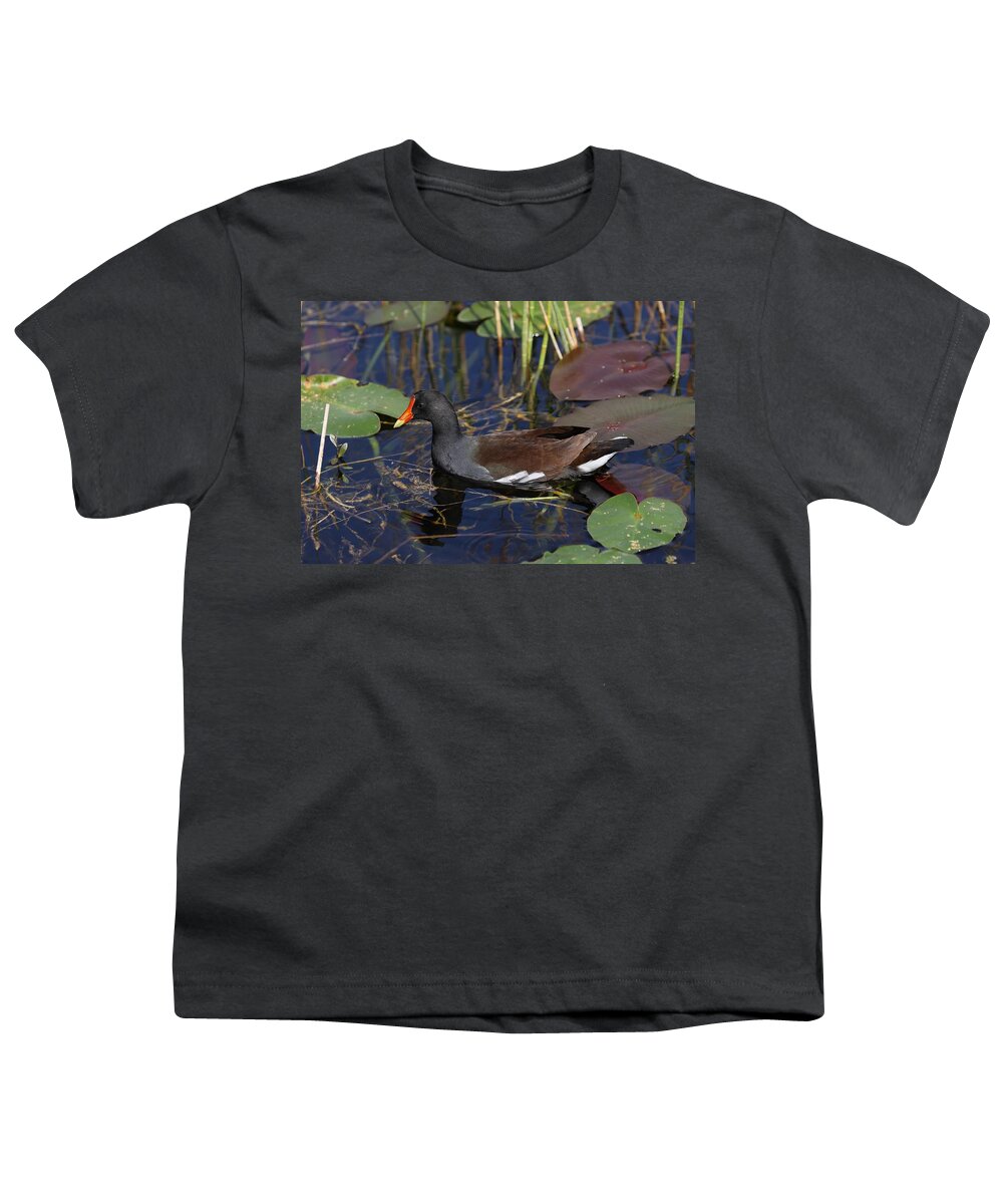 Common Gallinules Youth T-Shirt featuring the photograph Common gallinules by Mingming Jiang
