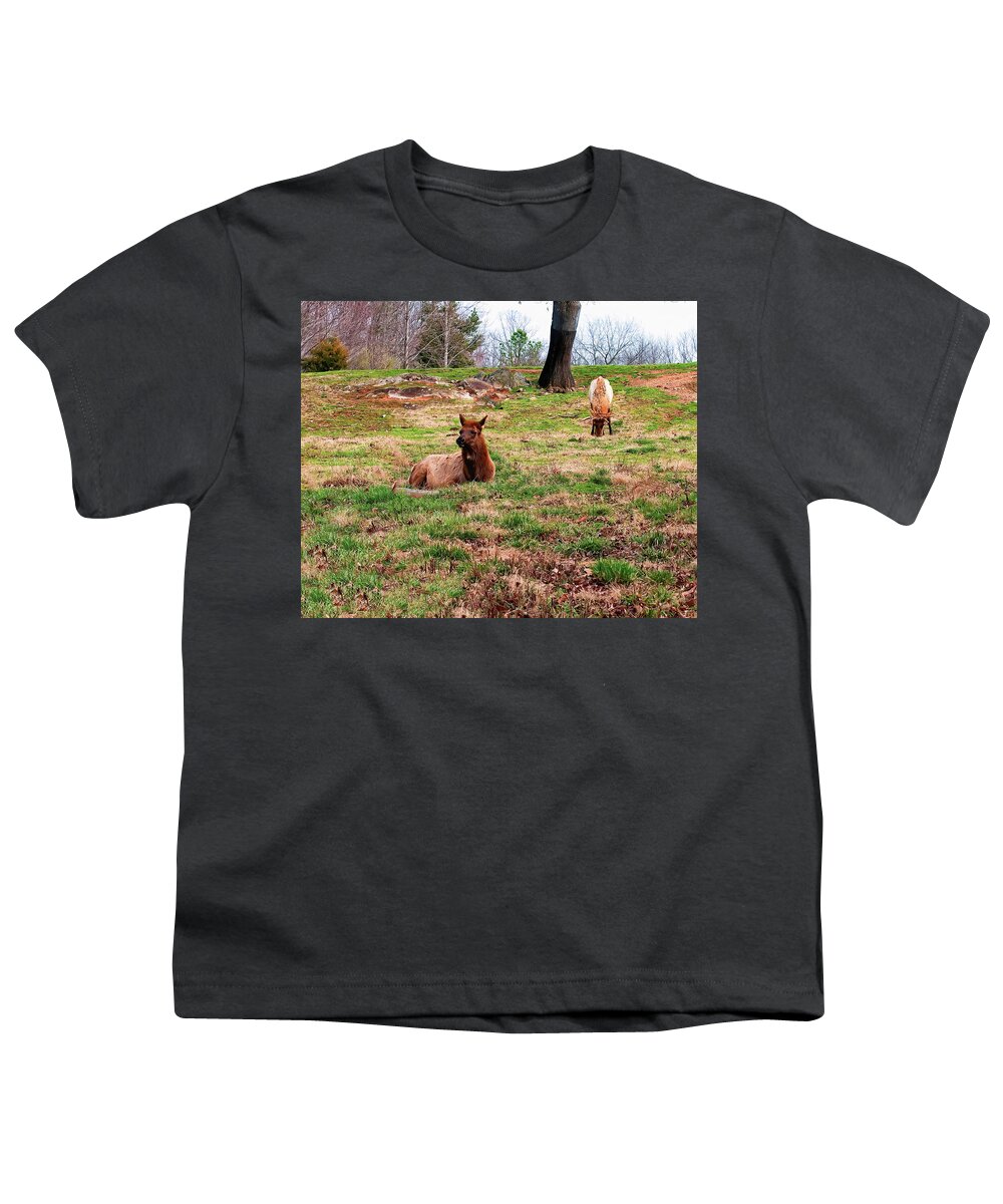 Elk Youth T-Shirt featuring the photograph Cow and Bull Elk in Field by Flees Photos
