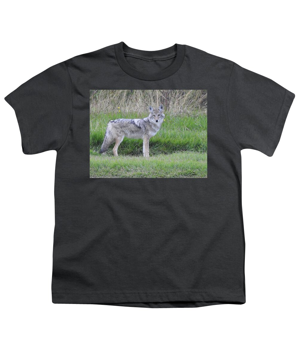 Chilcotin Coyote Youth T-Shirt featuring the photograph Coyote by Nicola Finch